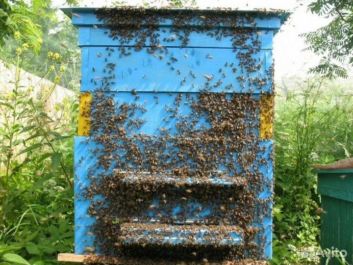 Продам пчелосемьи