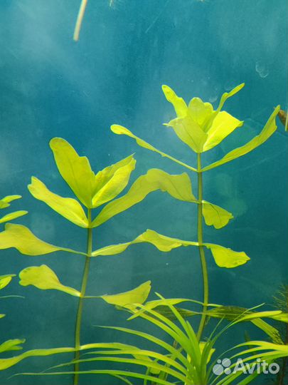 Излишки/прополка аквариумных растений