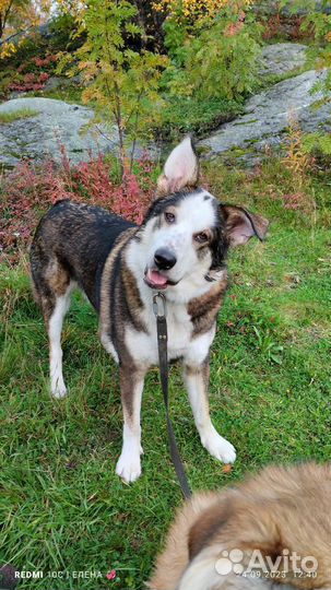 Собака в добрые руки