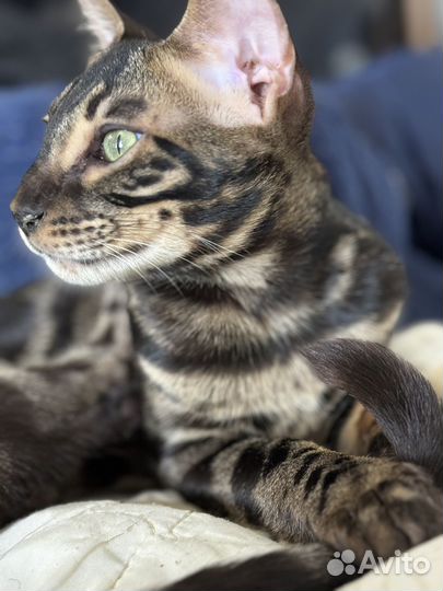 Бенгальский молодой котик