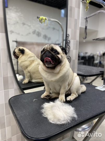 Груминг стрижка собак