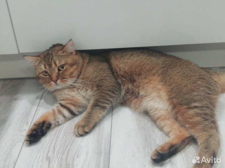 Шотландский кот вязка