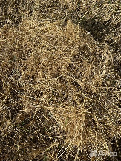 Солома ячменя