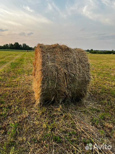 Сено в тюках