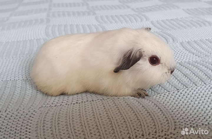 Морская свинка. Девочка