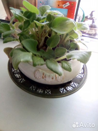 Фиалки большие