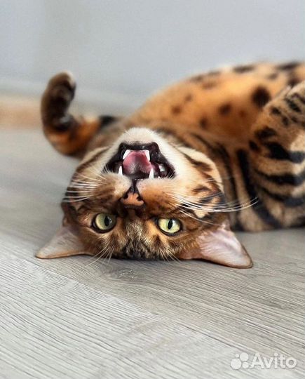 Бенгальский кот для вязки