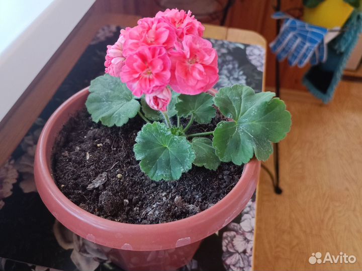 Пеларгония