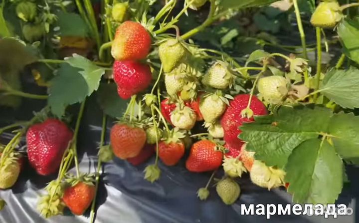 Рассада клубники