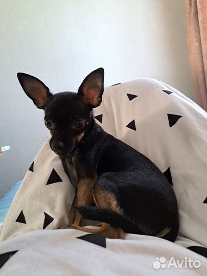 Мини той-терьер вязка