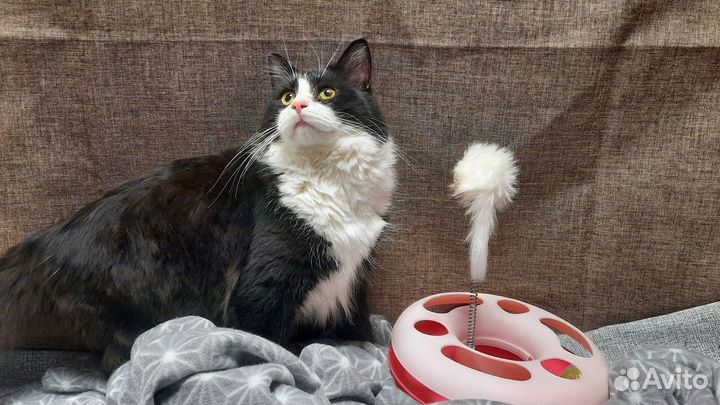 Очень красивый молодой котик