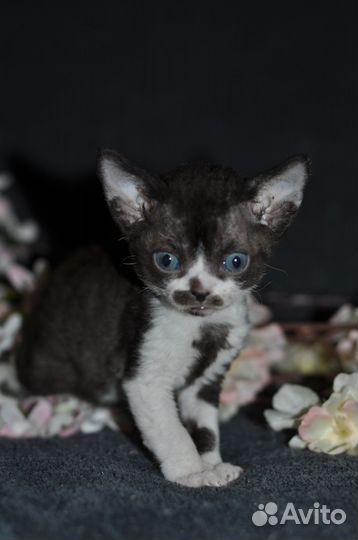 Devon rex