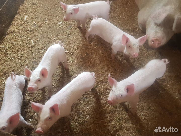Поросята