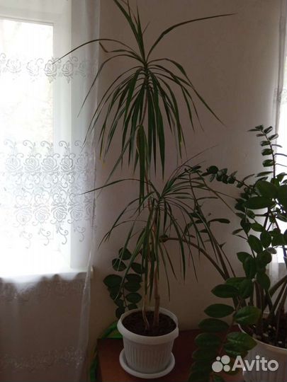 Комнатные цветы