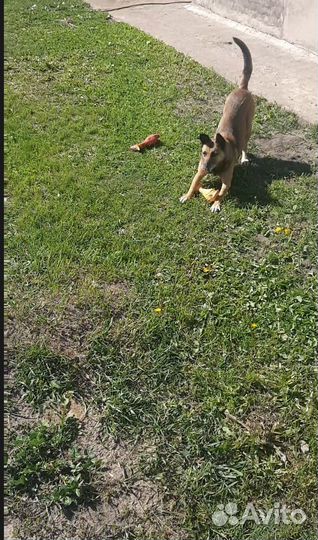 Нужен дом, собаки вывезены из под обстрелов