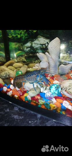 Аквариумные раки