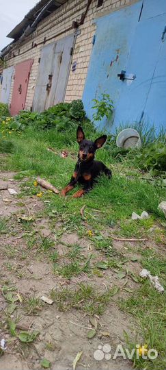 Цвергпинчер вязка