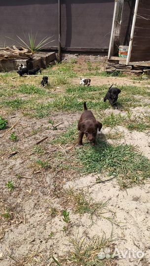 Отдают щенков