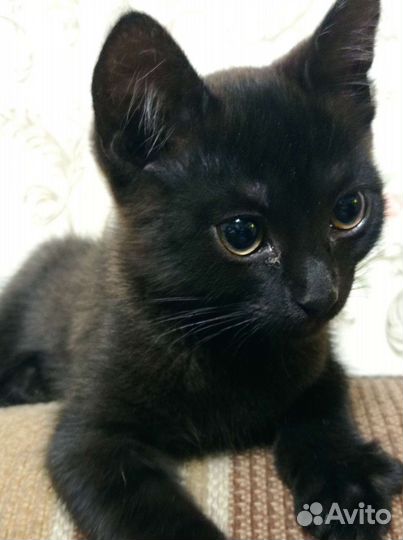 Кошечка в добрые руки