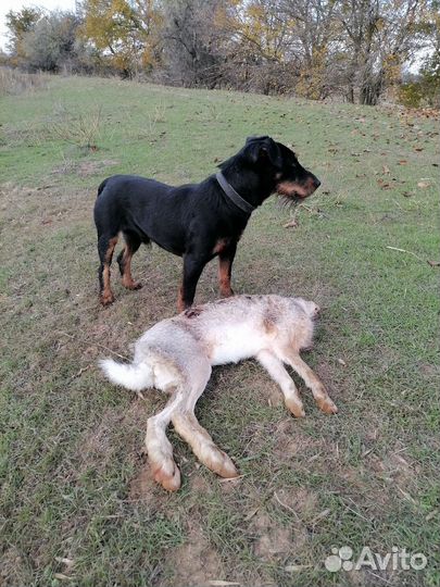 Вязка ягдтерьера