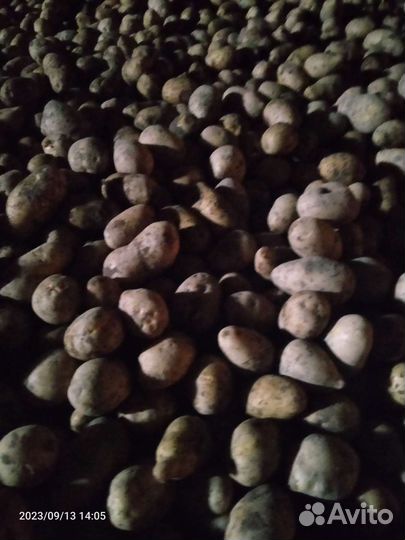 Продам картофель