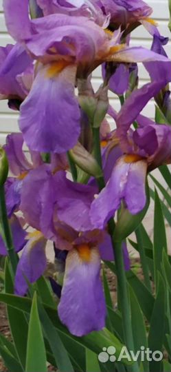 Ирисы бородатые