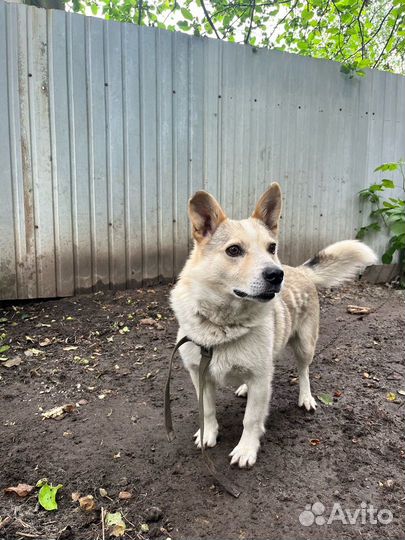 Отдам собаку в хорошие руки