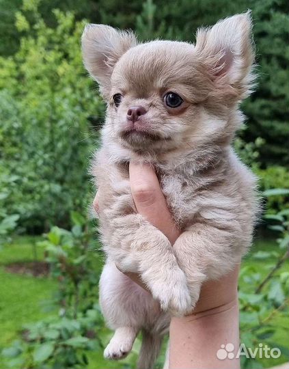 Чихуахуа мини мальчик