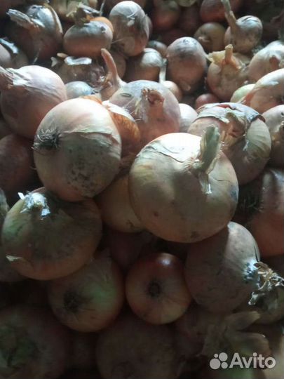 Лук крупный