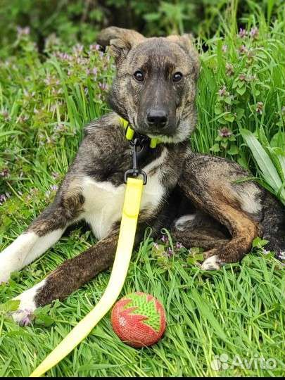 Щенок в добрые руки бесплатно