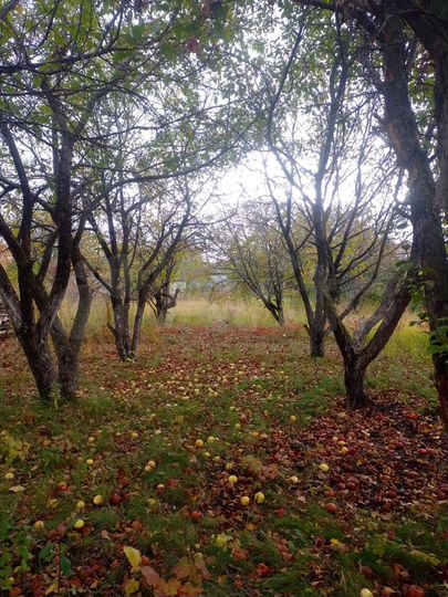 Дача 10 м² на участке 6 сот.