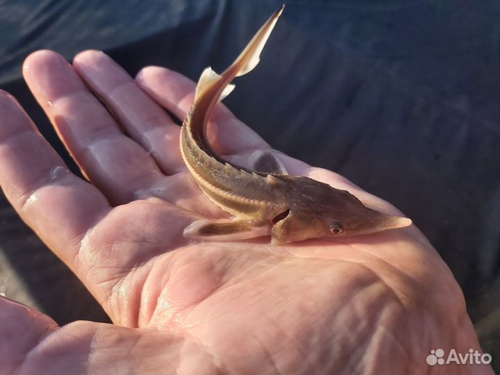 Малёк царской рыбы