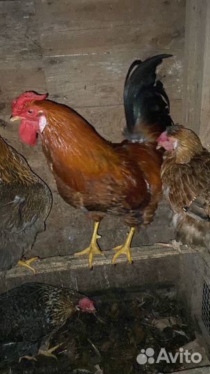 Куры петухи