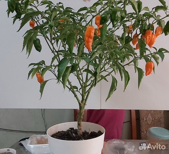 Перец Habanero orange