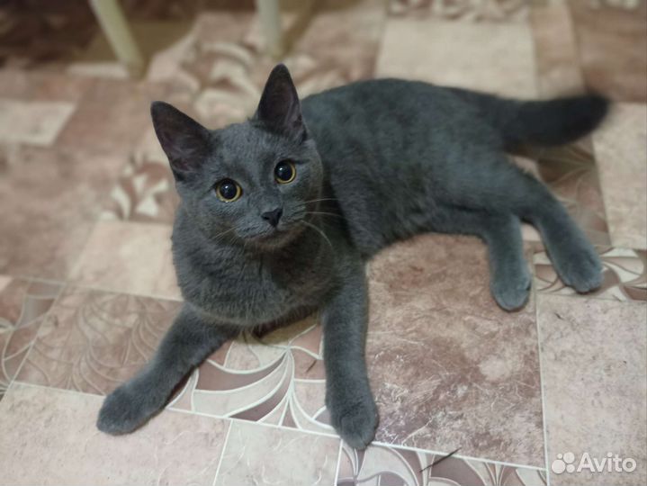 Британские котята