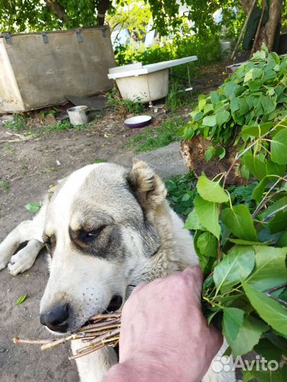 Алабай в добрые руки
