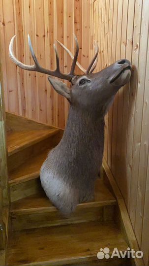 Чучело головы оленя