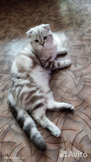 Шотландский кот на вязку