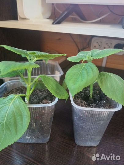 Колеусы вегетативные