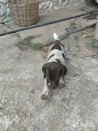 Щенки курцхаара