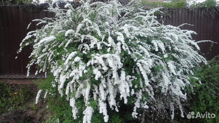 Спирея серая