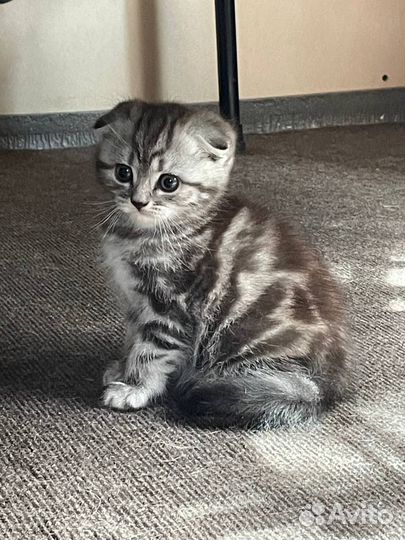 Шотландские котята