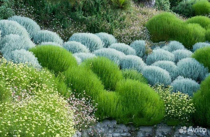 Саженцы Сантолина серебряная зеленая 30см доставка