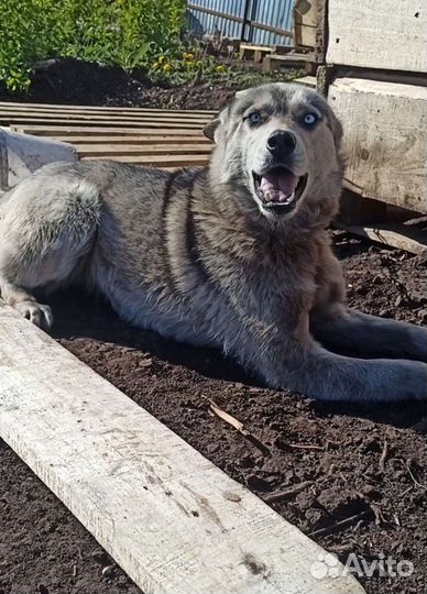 Хаски девочка