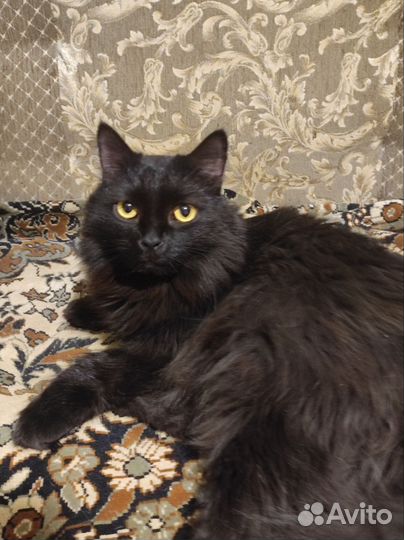 Котик Кузя