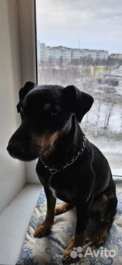 Вязка ягдтерьера