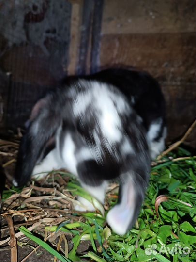 Кролики породы французский баран