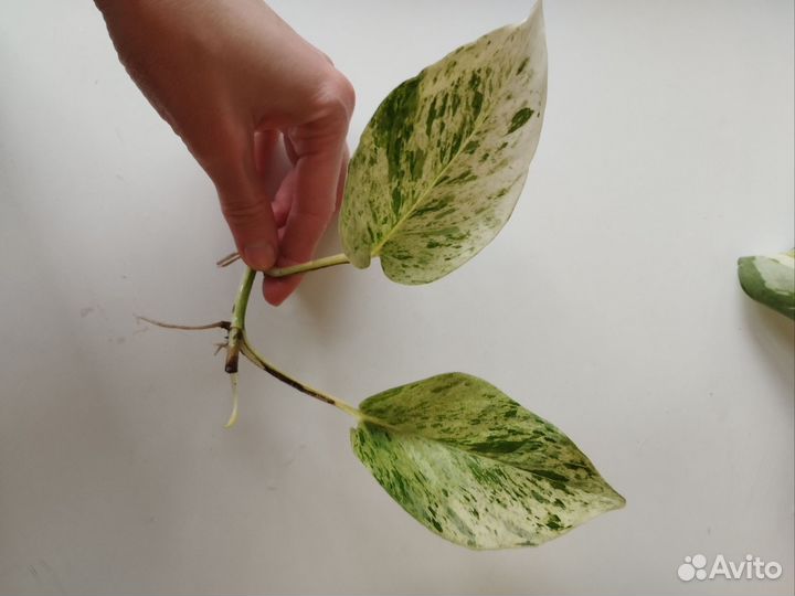 Эпипремнум