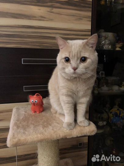 Британский кот вязка