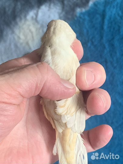 Зебровые амадины